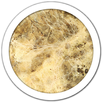 Champignon chitine Alpha Chitin